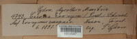 Melampsora epitea image